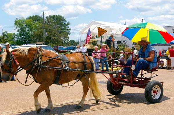 Mule and Buggy