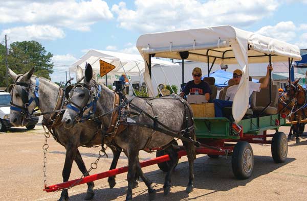 Mules and Wagon 2